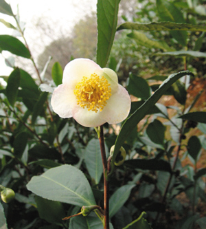 冬日里的小清新 龙井茶树开花了