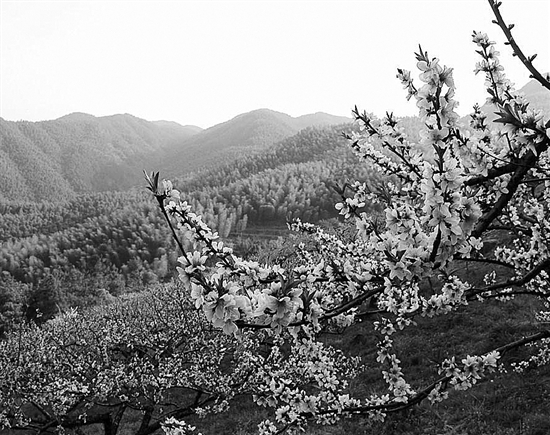 富阳新登镇半山村