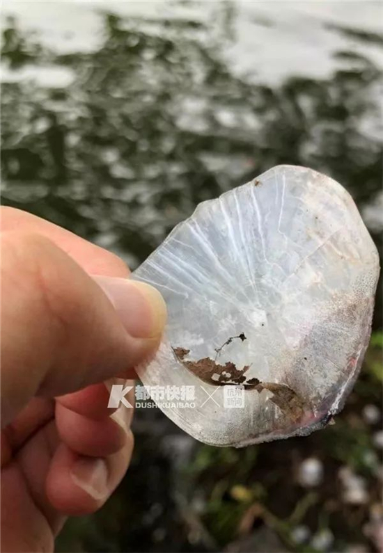 好大的鱼今天西湖有人钓上条60斤重的螺蛳青鱼鳞比1块钱硬币还大