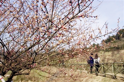 萧山进化梅花节开幕