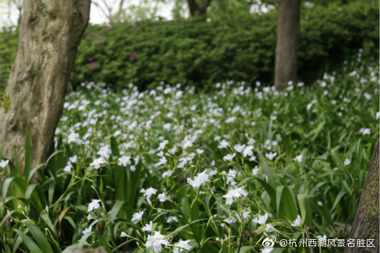 乌龟潭,永福桥,鸢尾花,西湖,杨公堤