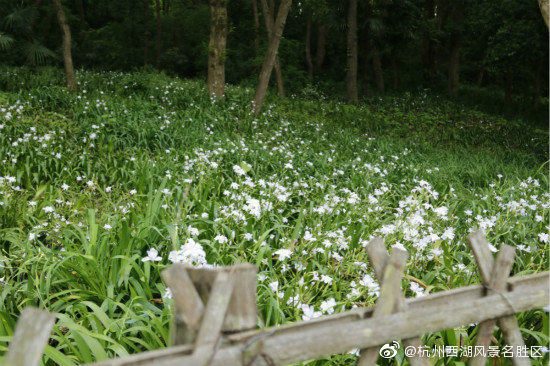 乌龟潭,永福桥,鸢尾花,西湖,杨公堤