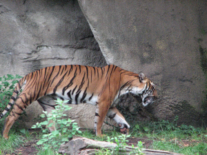 杭州動物園動物明星認養總動員