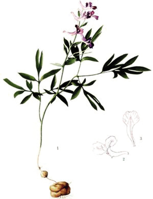 五常港边建起百草园明年春天大家可以去认认浙八味