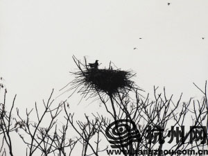 杭州今晚有冷空气 周五最低气温降到零下2℃