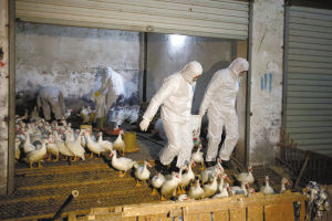 H7N9患者杭州已增至11例 春节如何预防禽流感？怎样安全吃鸡鸭？