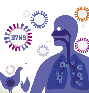 H7N9患者杭州已增至11例 春节如何预防禽流感？怎样安全吃鸡鸭？