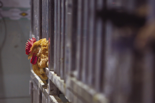 滨江区今天零时起暂停活禽交易