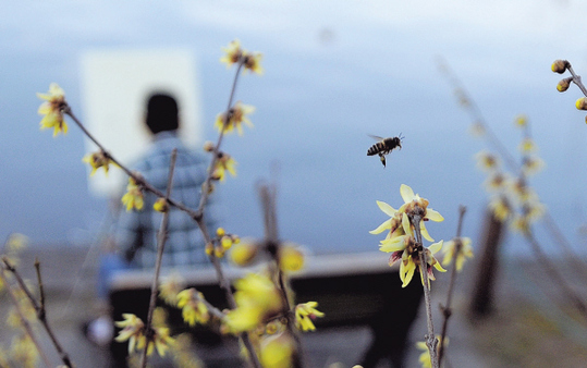 20.5℃！昨天杭城仿佛入春