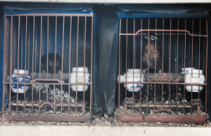 天都城有人租房养了一屋子的鸡 昨天鸡杀光了还剩几只鸟