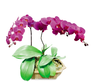 年宵花春节前遇“寒流” 年宵花春节前遇“寒流”