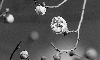 1月25日，连日升温后，杭州东河边的红梅都绽开了。 本报记者 林云龙 摄    