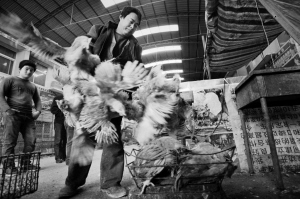 浙江已有12人死于H7N9禽流感 出现人传人病例 杭州将永久关闭活禽交易市场