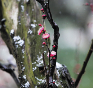 超山梅花花开六七成现在起到3月初是最佳赏梅期 超山梅花花开六七成现在起到3月初是最佳赏梅期