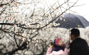 超山的梅花已经开了七成，是赏花的最好时机。