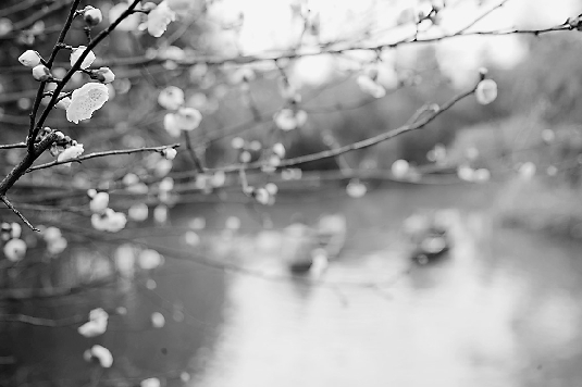 西溪探梅节渐入佳境,三条赏梅游线各有情趣 西溪探梅节渐入佳境,三条赏梅游线各有情趣