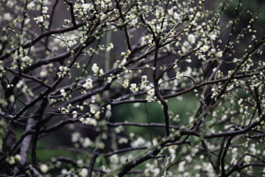 周末放晴，景区看花去