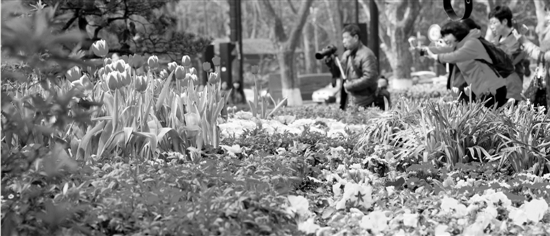 杭州北山路与杨公堤交界处的一个小花园，春花提前开，喜煞西湖众游客。 里尔 摄 