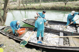 西溪湿地因为小鱼治水，鸟类增加了一倍