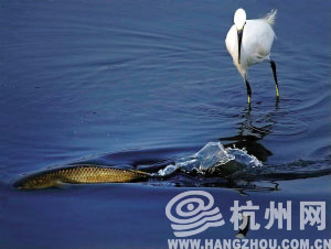 西溪湿地因为小鱼治水，鸟类增加了一倍