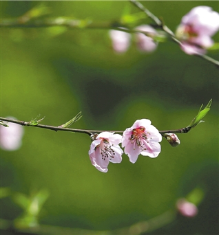 春色，在枝头 龙井八景第一株桃花开了