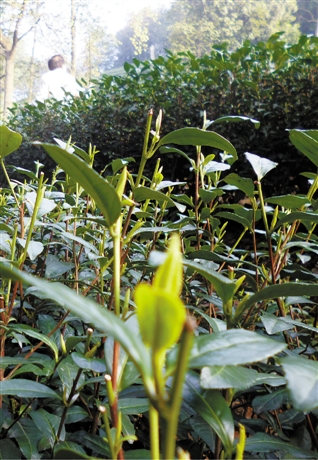 西湖龙井茶刚冒芽头，茶叶偏瘦小