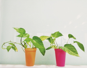 今年清明天天晴朗 都是不冷不热好时光