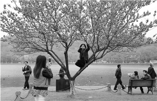 昨天，西湖白堤上，盛放的桃花吸引了许多游客驻足。然而，有少数游客爬上桃树拍照，导致花瓣掉落，让人心痛不已。 李选 摄 