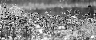 昨天杭城阳光明媚,太子湾公园万紫千红,百花争艳。 王荣贵 摄 昨天杭城阳光明媚,太子湾公园万紫千红,百花争艳。 王荣贵 摄