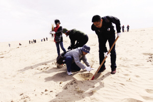 拯救民勤：越来越多志愿者投身中国西部治沙前线