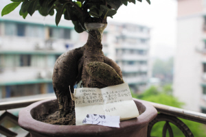 爷爷家的榕树底，11岁女孩埋下小心愿