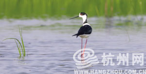 钱塘江边,偶遇黑翅长脚鹬(yù)。 钱塘江边,偶遇黑翅长脚鹬(yù)。