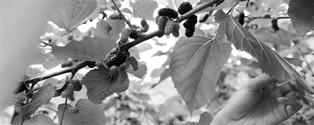 今起到周六雨越下越大 周日放晴回暖 今起到周六雨越下越大 周日放晴回暖