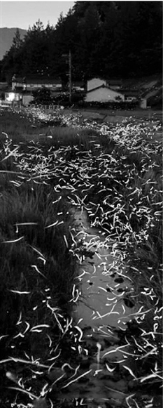 残酷的浪漫 萧山湘湖“萤飞夜”计划放飞上万只萤火虫