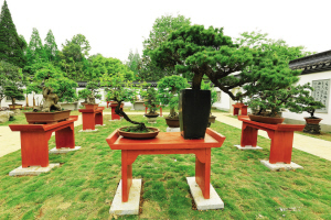 白塔公园、杭州植物园盆栽园五一开园迎客 