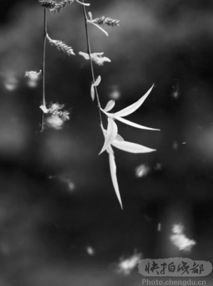 花港公园尝试给柳树“节育”明年它们或许不再飘絮