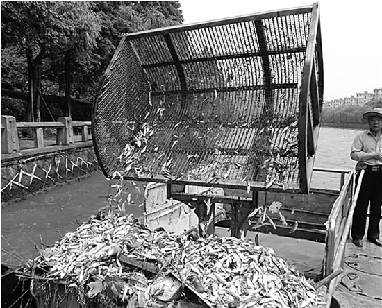 运河里捞上来3.3吨死鱼 这么多的鱼儿为啥断了气