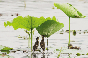 孤山这里的西湖,荷叶已经长出来了,鸳鸯宝宝在荷叶下玩耍。 孤山这里的西湖,荷叶已经长出来了,鸳鸯宝宝在荷叶下玩耍。