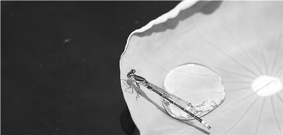 昨天小满，杭州入夏