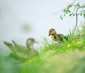 昨天下午，西湖边，小鸳鸯与它的妈妈。