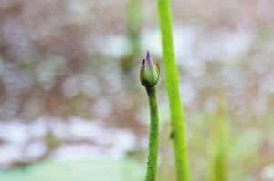 今明最高气温34℃ 西湖荷花冒出花蕾
