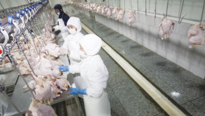 标准流水线上，活鸡是如何变成冷鲜鸡的？