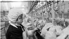 每批杀白鸡，都要过“安检”