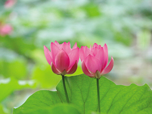 西湖里的两朵荷花，前两天还都是花苞，忽然同时开花了。 