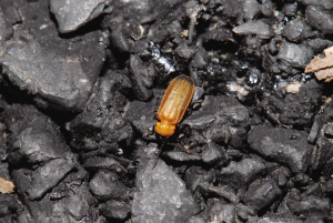 植物园里常见的黄脉翅萤 