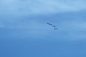 天天阵雨到周末 夜凉如水不要急着睡席子