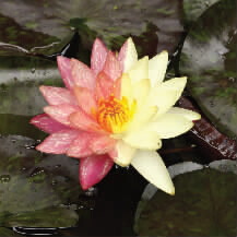 天天阵雨到周末 夜凉如水不要急着睡席子