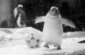 和企鹅点球大战当回鲸鱼驯养师 极地海洋公园陪你一起过暑假