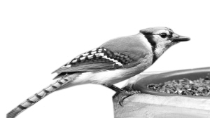 杭州市限制活禽交易管理办法施行 今后市区花鸟市场没有鸟卖了 杭州市限制活禽交易管理办法施行 今后市区花鸟市场没有鸟卖了