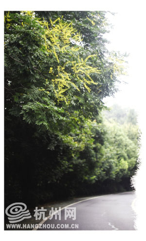 风含桂香 雨如豆花 黄山栾悄悄开出了黄花 风含桂香 雨如豆花 黄山栾悄悄开出了黄花